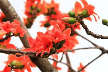 10 RED SILK COTTON Tree Bombax Ceiba Kapok Tropical Flower Seeds